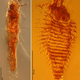 Illustration for article titled These 230-million-year-old bugs preserved in amber are the oldest yet